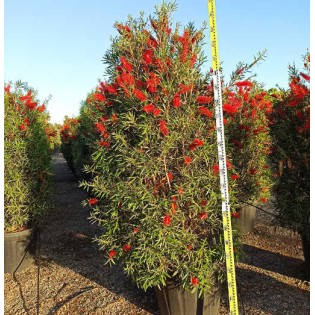 Callistemon viminalis 'Captain Cook' (Rince bouteille)