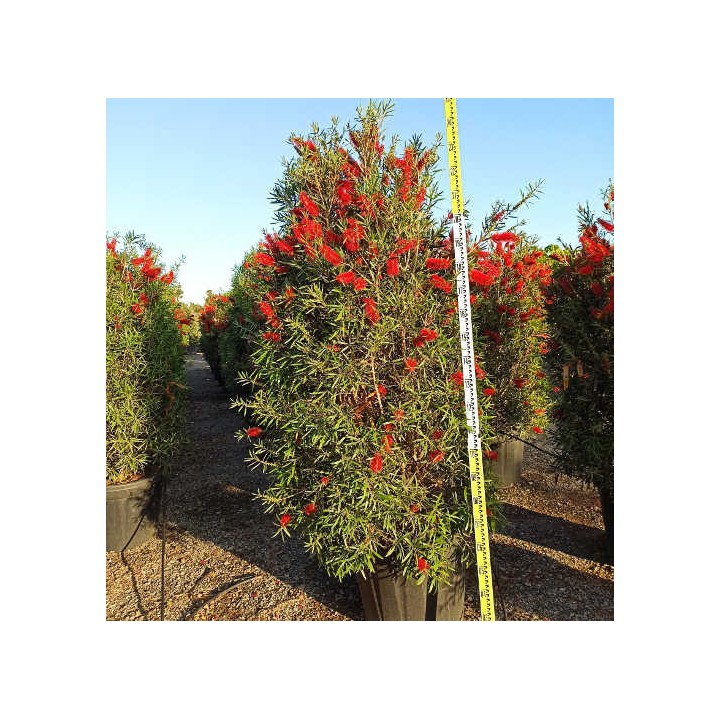 Callistemon viminalis 'Captain Cook' (Rince bouteille)