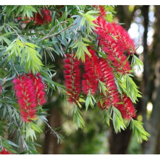 Callistemon viminalis 'Captain Cook' (Rince bouteille)