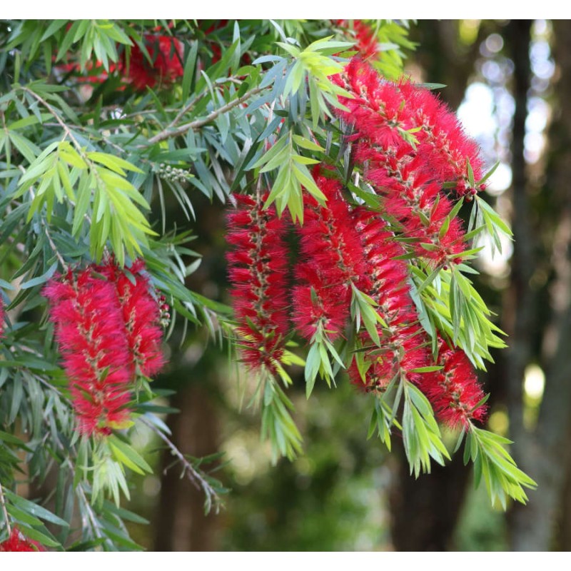 Callistemon citrinus cv. Splendens (Rince bouteille)