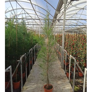 Casuarina cunninghamiana (Filao)