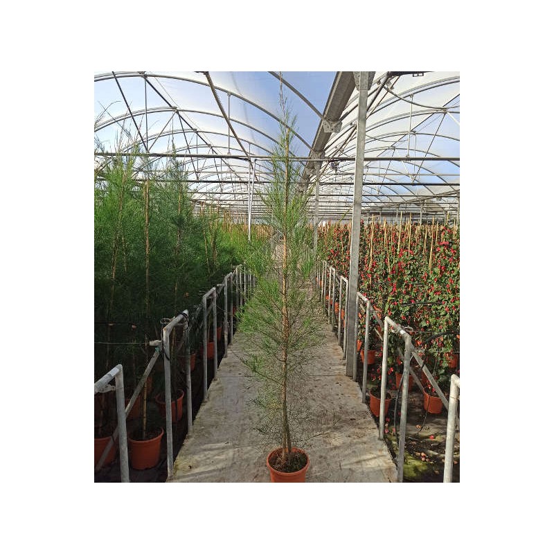Casuarina cunninghamiana (Filao)