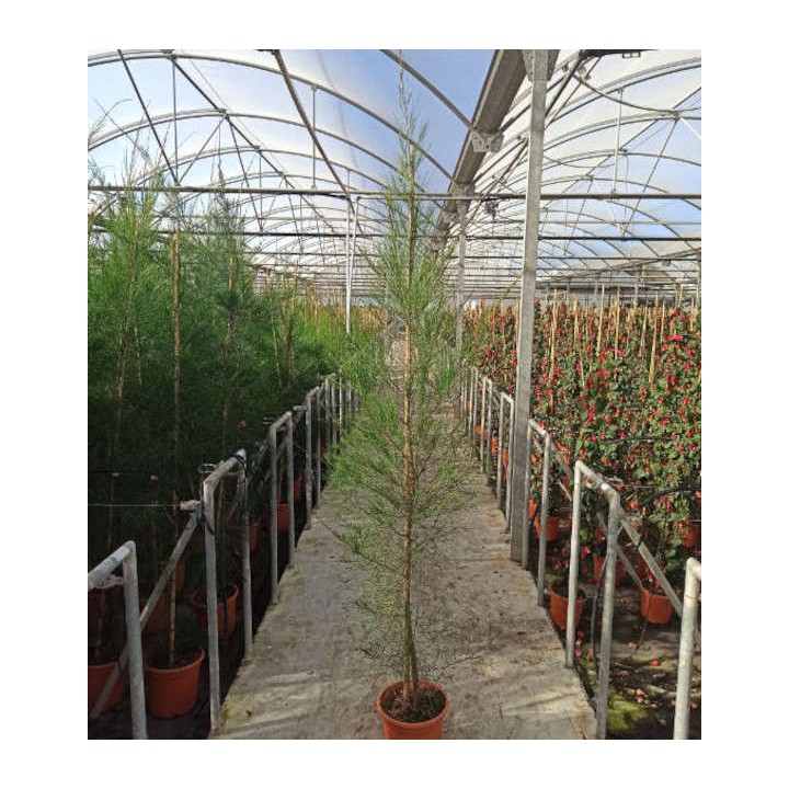 Casuarina cunninghamiana (Filao)