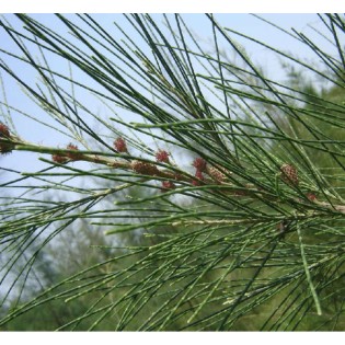 Casuarina cunninghamiana (Filao)