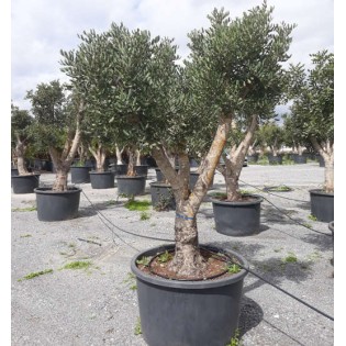 Ceratonia siliqua (caroubier) : Substitut au chocolat