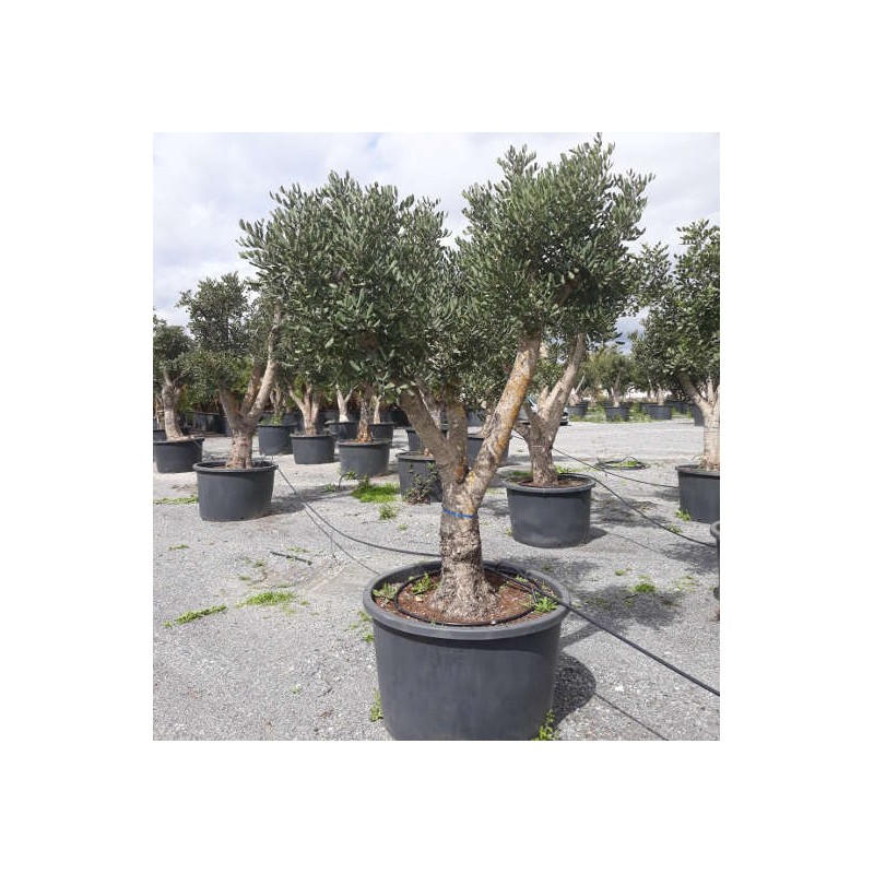 Ceratonia siliqua (caroubier) : Substitut au chocolat