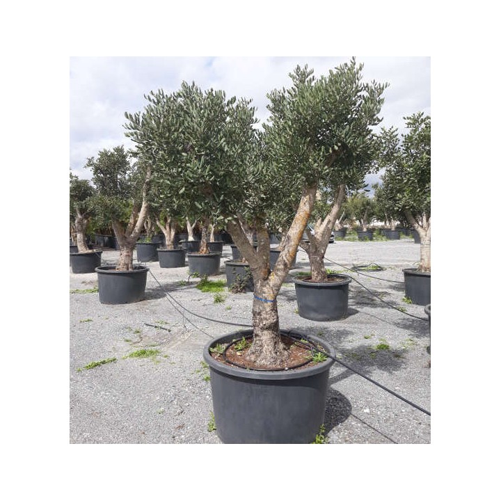 Ceratonia siliqua (caroubier) : Substitut au chocolat