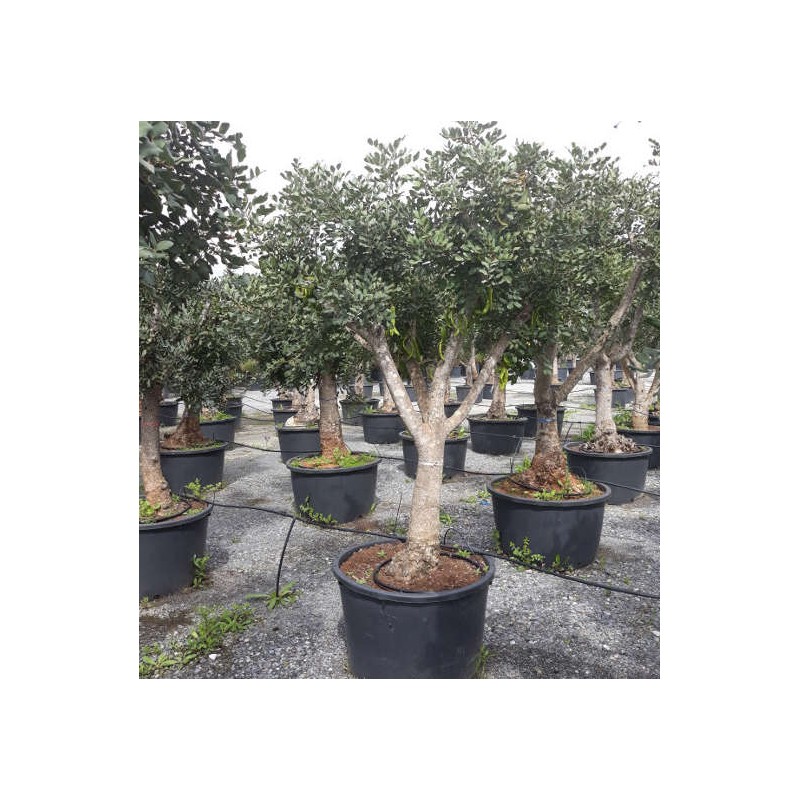 Ceratonia siliqua (caroubier) : Substitut au chocolat