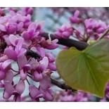 Cercis canadensis (Gainier rouge, Gainier du Canada)