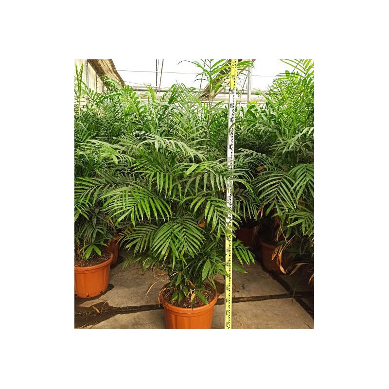 Chamaedorea seifrizii (Palmier nain de Seifriz)