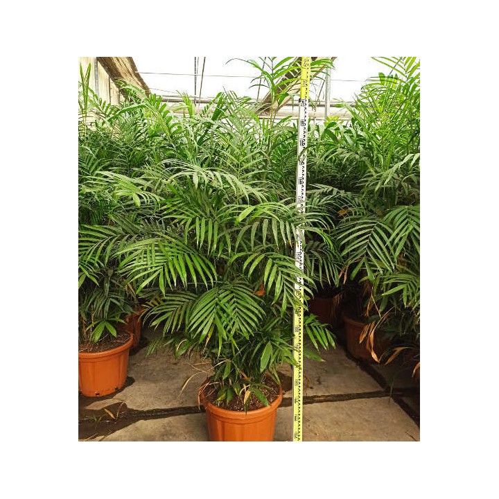 Chamaedorea seifrizii (Palmier nain de Seifriz)