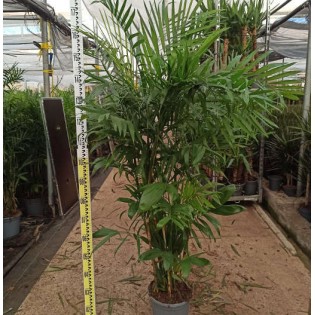 Chamaedorea seifrizii (Palmier nain de Seifriz)