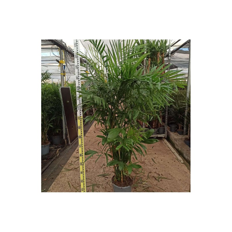 Chamaedorea seifrizii (Palmier nain de Seifriz)