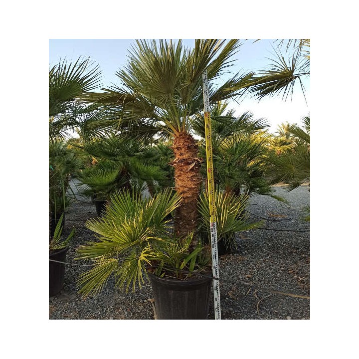Chamaerops humilis (palmier doum)