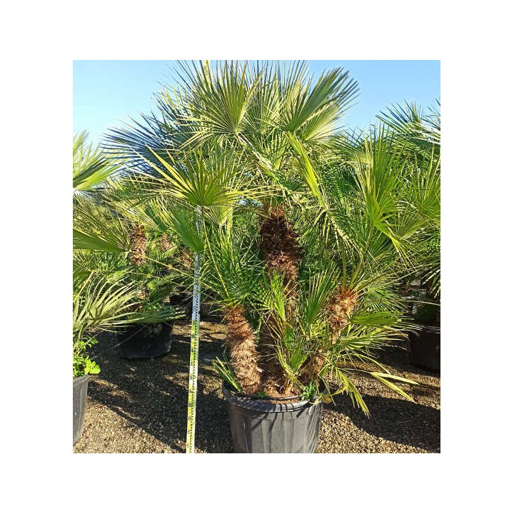 Chamaerops humilis (palmier doum)