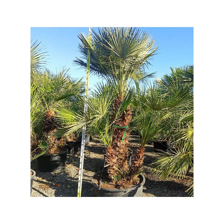 Chamaerops humilis (palmier doum)