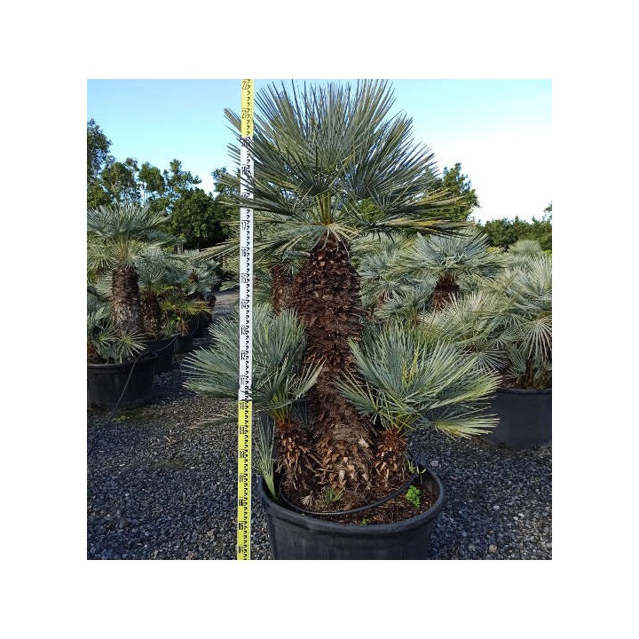 Chamaerops humilis var. cérifera (Palmier doum bleu)