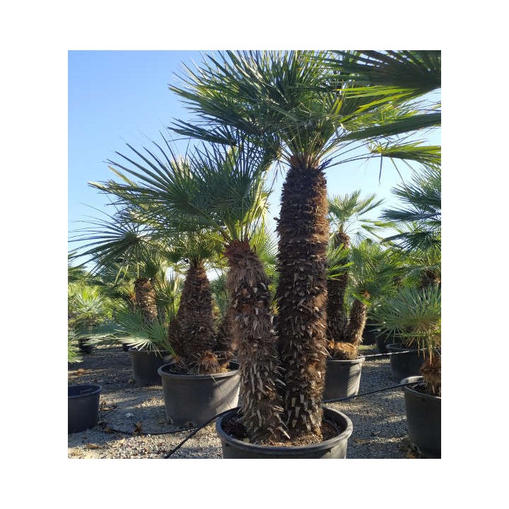 Chamaerops humilis var. cérifera (Palmier doum bleu)