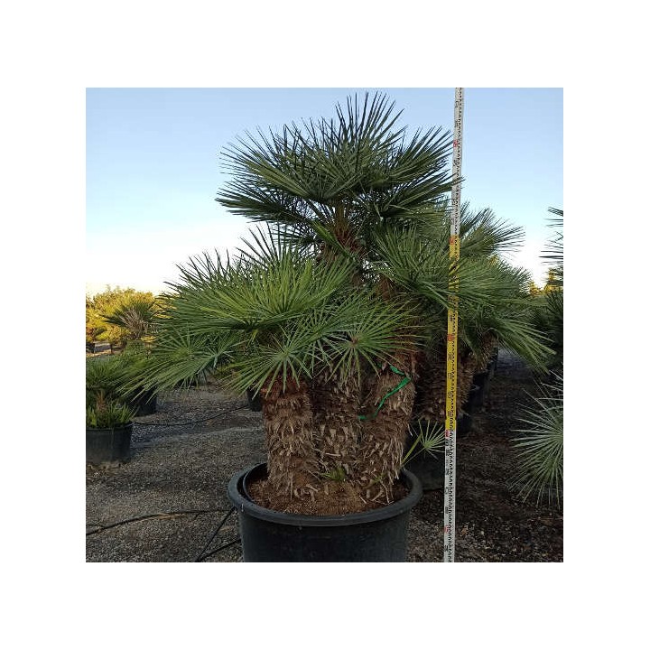 Chamaerops humilis var. cérifera (Palmier doum bleu)