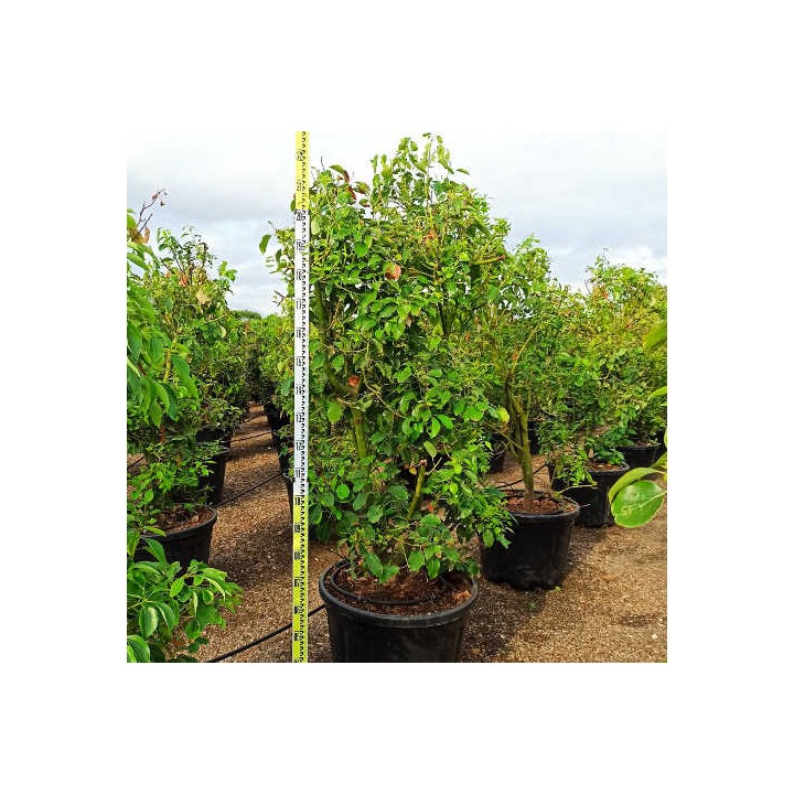 Cinnamomum camphora (Camphrier)