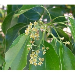 Cinnamomum camphora (Camphrier)