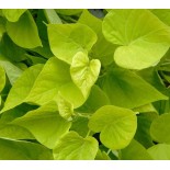 Ipomoea batatas (Patate douce)