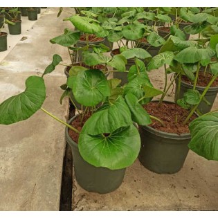 Farfugium japonicum syn Ligularia tussilaginea (Plante panthère)