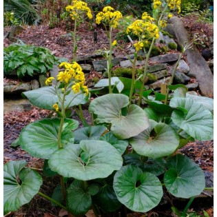 Farfugium japonicum syn Ligularia tussilaginea (Plante panthère)