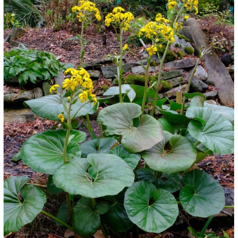 Farfugium japonicum syn Ligularia tussilaginea (Plante panthère)