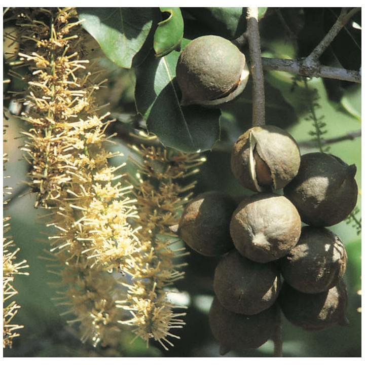 Macadamia intégrifolia (Noix de Macadamia)