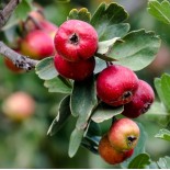 Crataegus azarolus (Acerolier, épine d'Espagne)