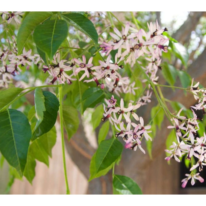 Melia azedarach (lilas de Perse (Melia azedarach (Lilas des Indes, margousier, faux Neem)