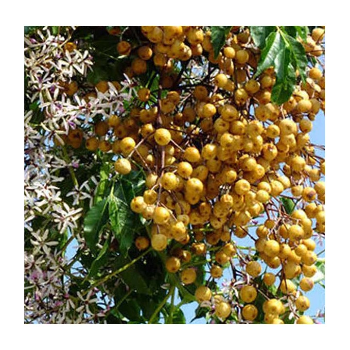 Melia azedarach (lilas de Perse (Melia azedarach (Lilas des Indes, margousier, faux Neem)