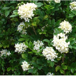 Murraya paniculata (Buis de Chine, Bois jasmin, Oranger jasmin)