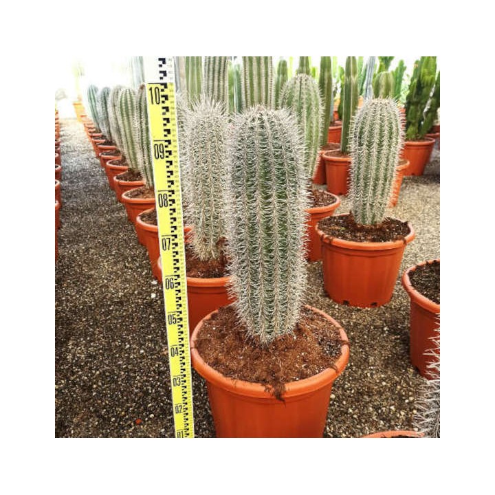 Pachycereus pringlei