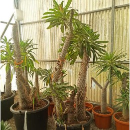 Pachypodium lamerei (Palmier de Madagascar)