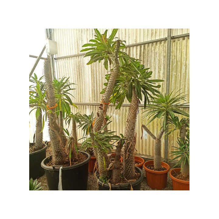 Pachypodium lamerei (Palmier de Madagascar)