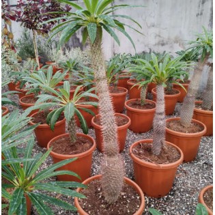 Pachypodium lamerei (Palmier de Madagascar)