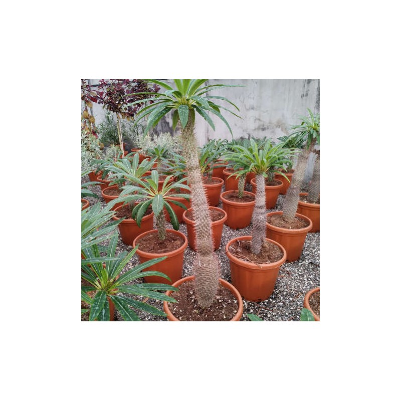 Pachypodium lamerei (Palmier de Madagascar)