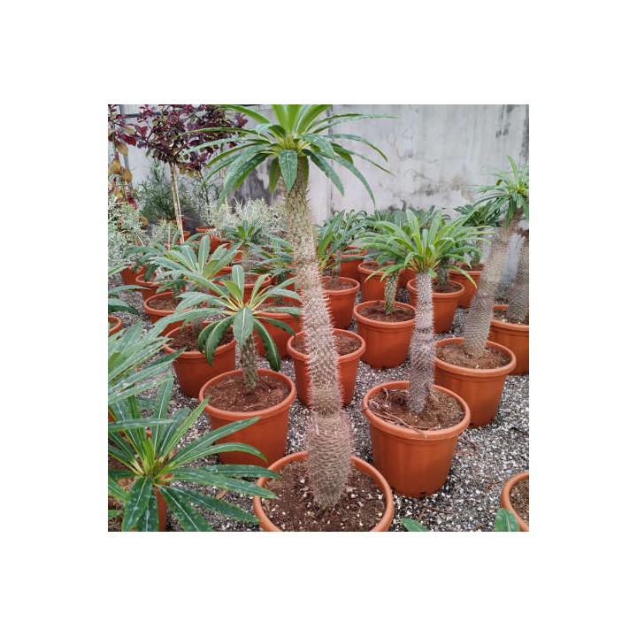 Pachypodium lamerei (Palmier de Madagascar)