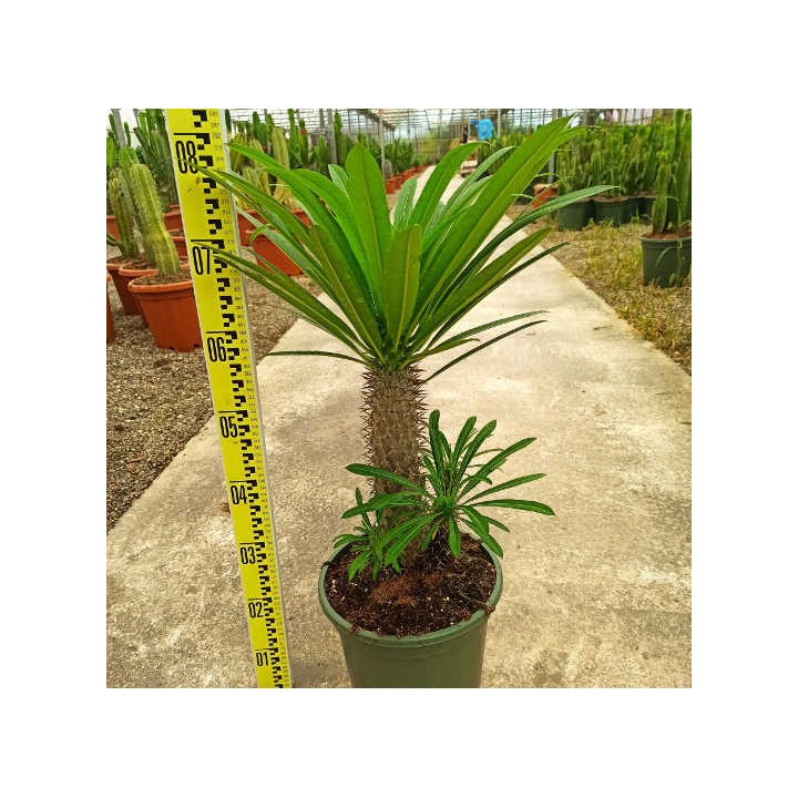 Pachypodium lamerei (Palmier de Madagascar)