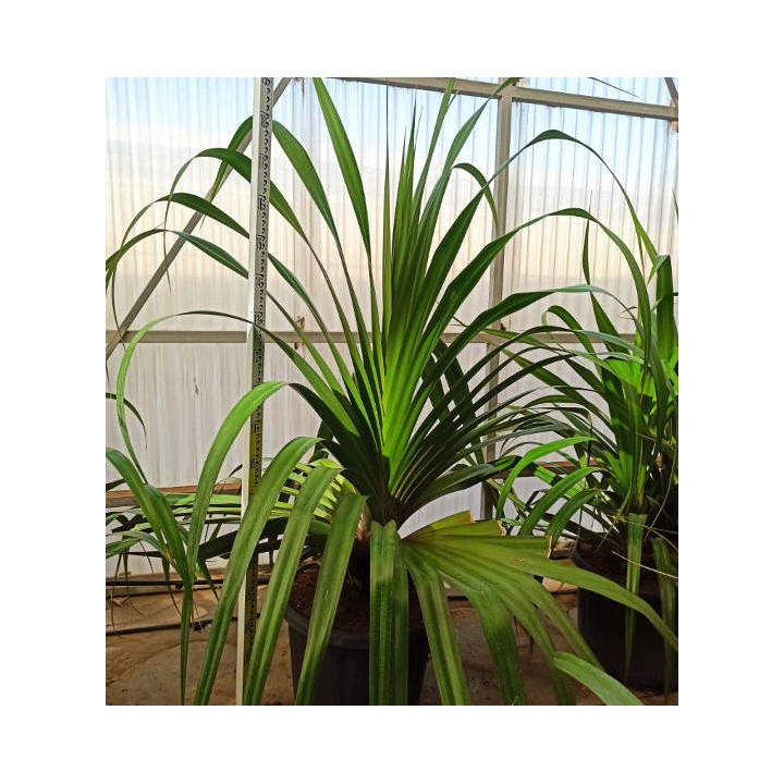 Pandanus utilis (Vacoa, vaquois, Pimpin)