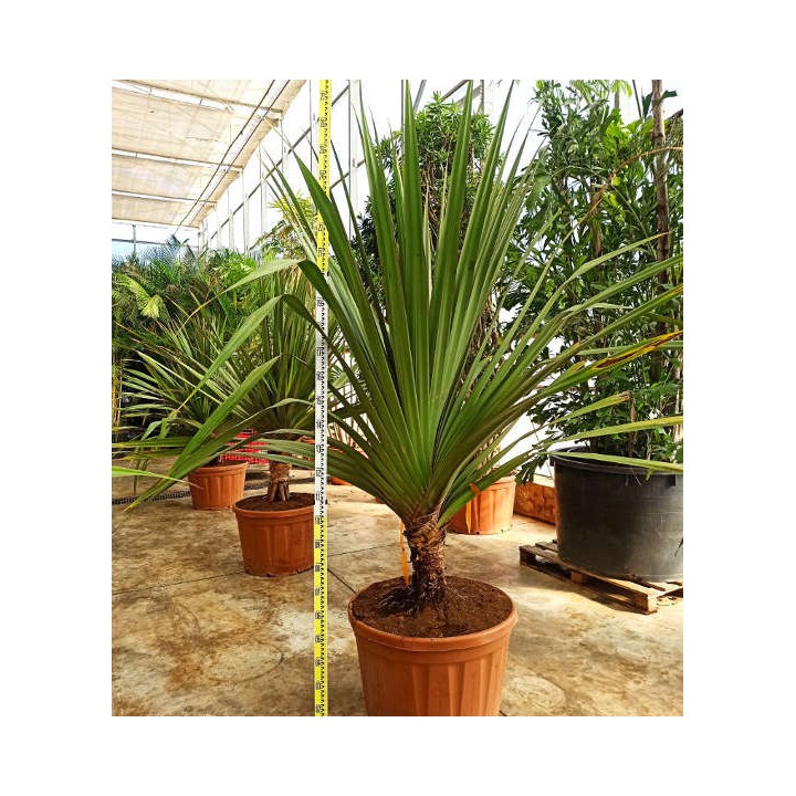 Pandanus utilis (Vacoa, vaquois, Pimpin)