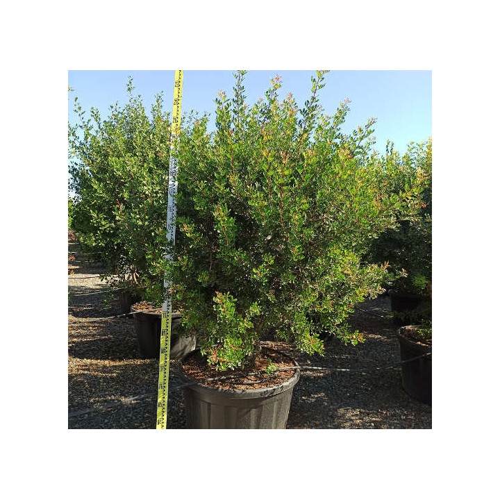 Pistacia lentiscus (Pistache lentisque, Arbre à mastic)