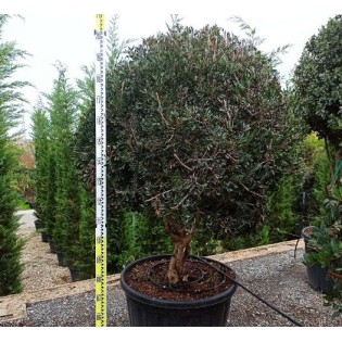 Pistacia lentiscus (Pistache lentisque, Arbre à mastic)