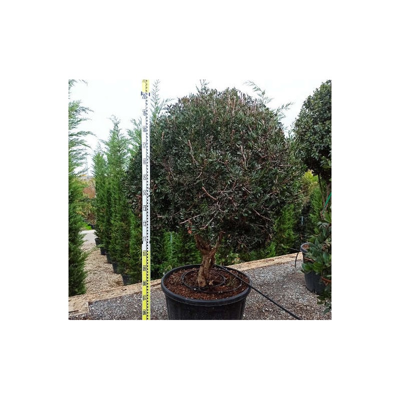 Pistacia lentiscus (Pistache lentisque, Arbre à mastic)