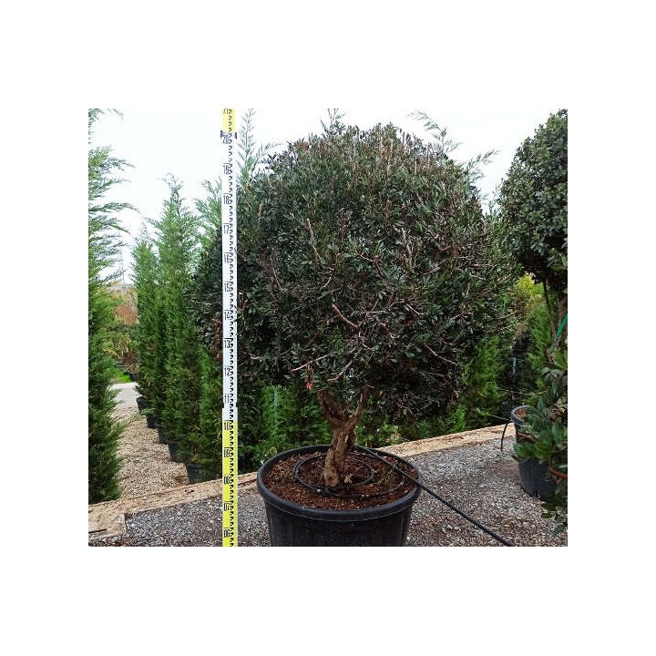 Pistacia lentiscus (Pistache lentisque, Arbre à mastic)