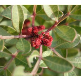 Pistacia lentiscus (Pistache lentisque, Arbre à mastic)
