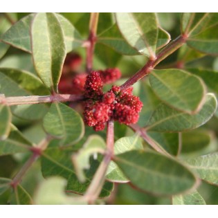 Pistacia lentiscus (Pistache lentisque, Arbre à mastic)