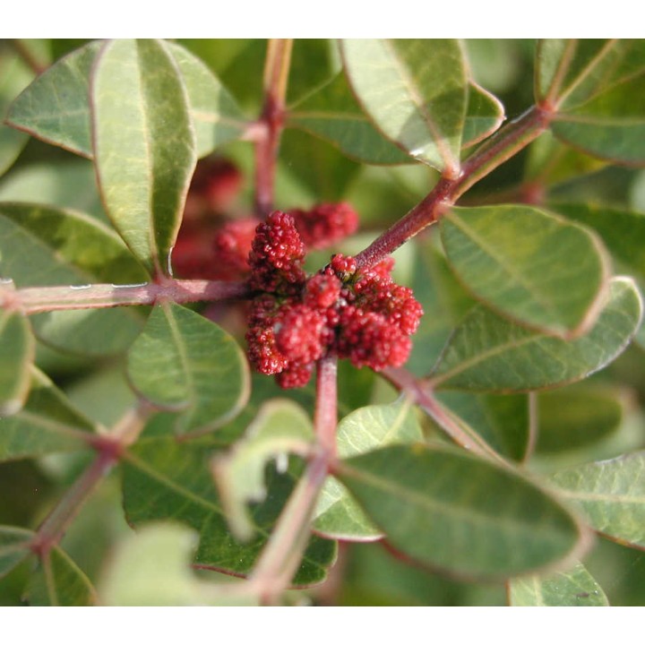 Pistacia lentiscus (Pistache lentisque, Arbre à mastic)
